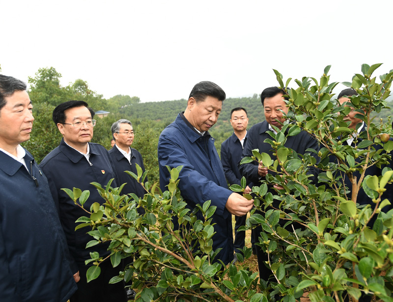 　　9月16日至18日，中共中央總書記、國(guó)家主席、中央軍委主席習(xí)近平在河南考察。這是17日上午，習(xí)近平來到信陽市光山縣槐店鄉(xiāng)司馬光油茶園，實(shí)地察看油茶樹種植和掛果情況。新華社記者 謝環(huán)馳 攝
